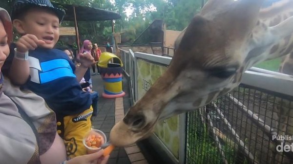 Serunya Memberi Makan Jerapah di Batu Secret Zoo