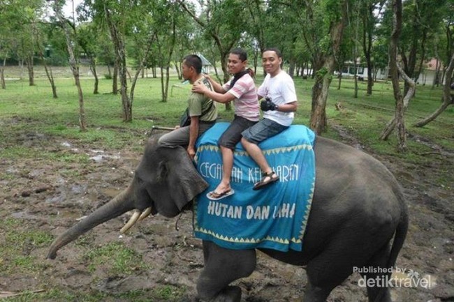 Serunya Naik Gajah di Way Kambas