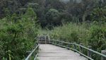 Serunya Trekking di Jembatan Kayu Curug Cibeureum