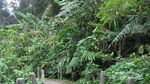 Serunya Trekking di Jembatan Kayu Curug Cibeureum