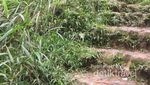 Serunya Trekking di Jembatan Kayu Curug Cibeureum