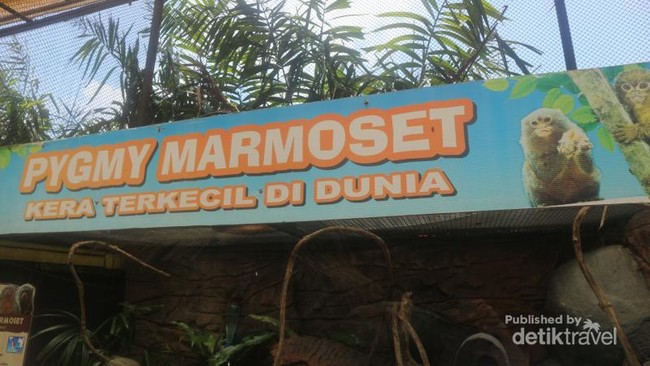 Setelah Pandemi Corona, Ketemu Kera Terkecil di Dunia, Yuk!