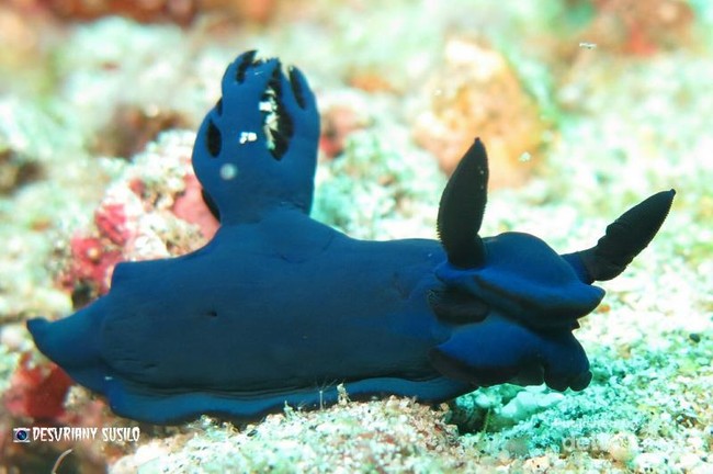 Siput Laut Warna-Warni & Aneka Biota Laut Cantik di Padang Bai