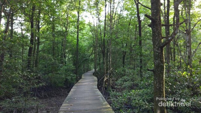 Sore Menakjubkan di Hutan Mangrove Tarakan