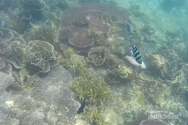 Spot Keren Buat Snorkeling di Belitung