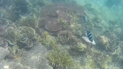 Spot Keren Buat Snorkeling di Belitung