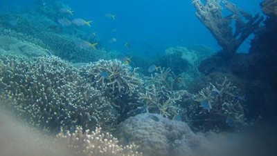 Ssst! Ada Surga Kecil di Laut Karimunjawa