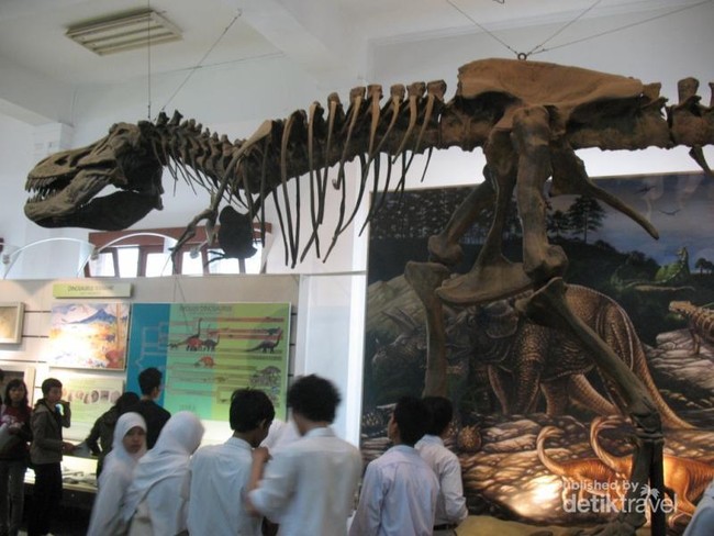 Sst, Bisa Lihat Tulang Gajah Purba di Museum Ini
