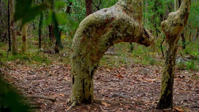 Subhanallah! Ada Pohon Rukuk ke Arah Kiblat di Australia