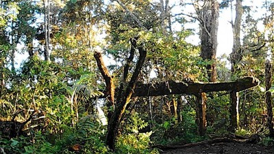 Sudut Cantik Alun-alun Surya Kencana di Gunung Gede