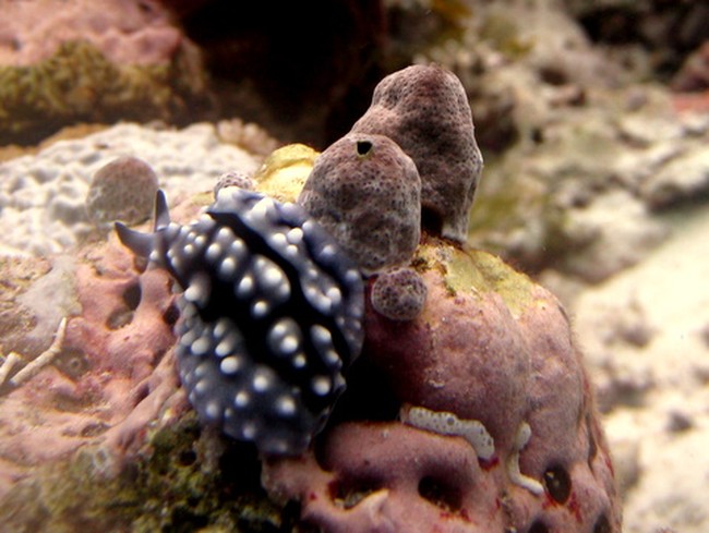 Surga Bawah Laut Wakatobi