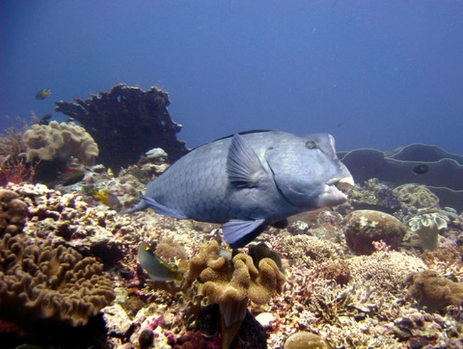 Surga Bawah Laut Wakatobi