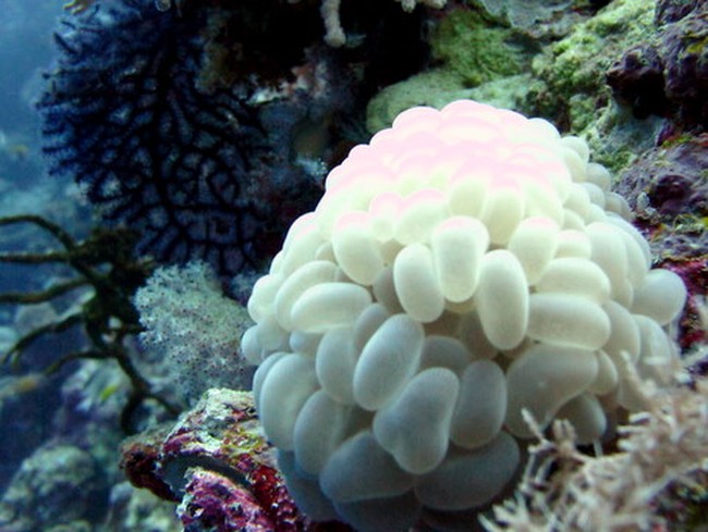 Surga Bawah Laut Wakatobi