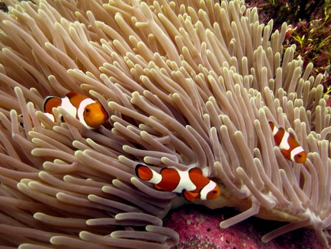 Surga Bawah Laut Wakatobi