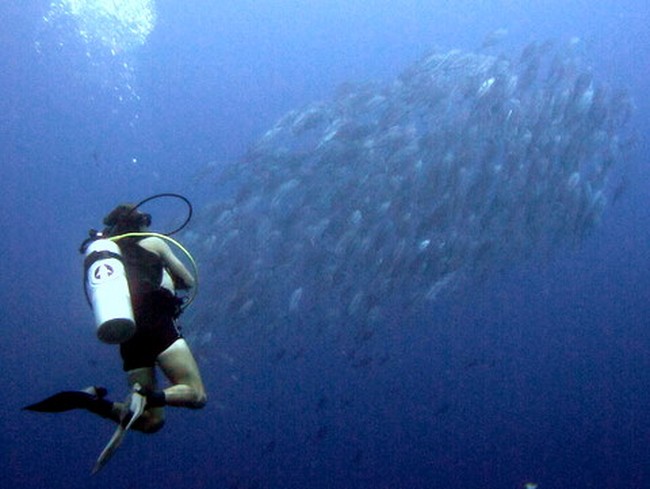 Surga Bawah Laut Wakatobi