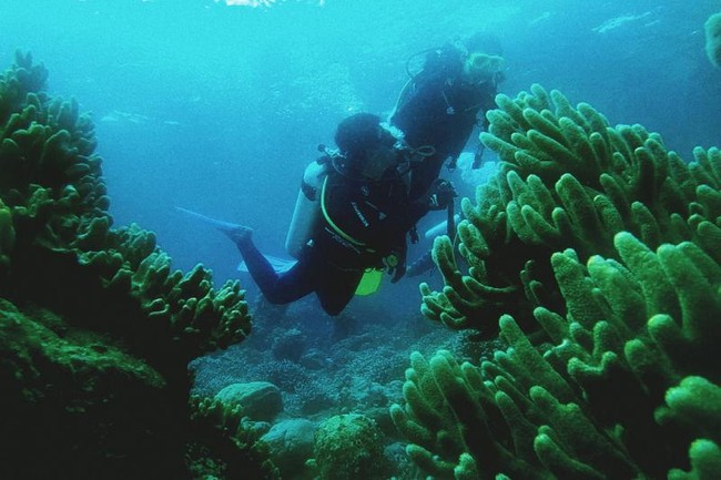 Surga Bawah Laut Wakatobi! Impian yang Jadi Nyata