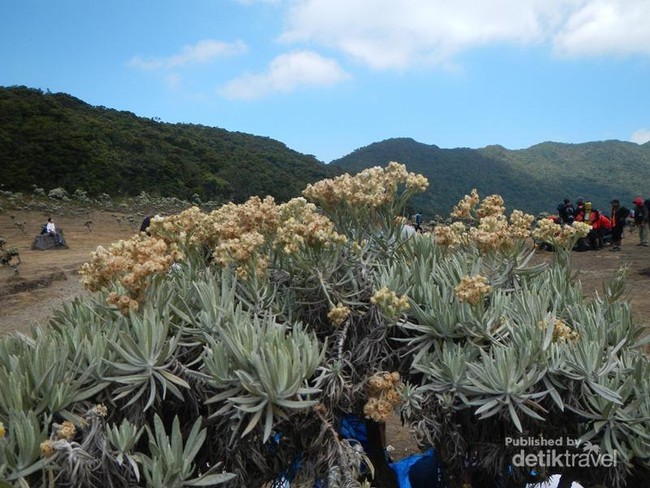 Surga Edelweiss di Gunung Gede
