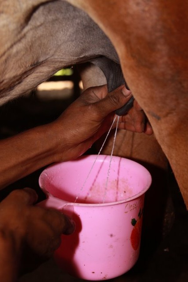 Susu Kuda Liar Saneo, Terbaik di Pulau Sumbawa