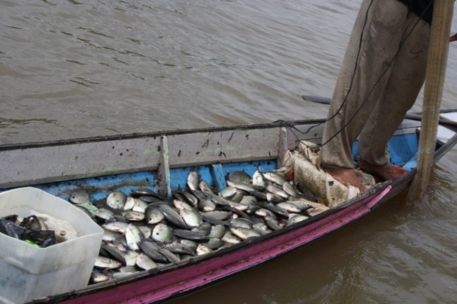 Susur Sungai Lamandau