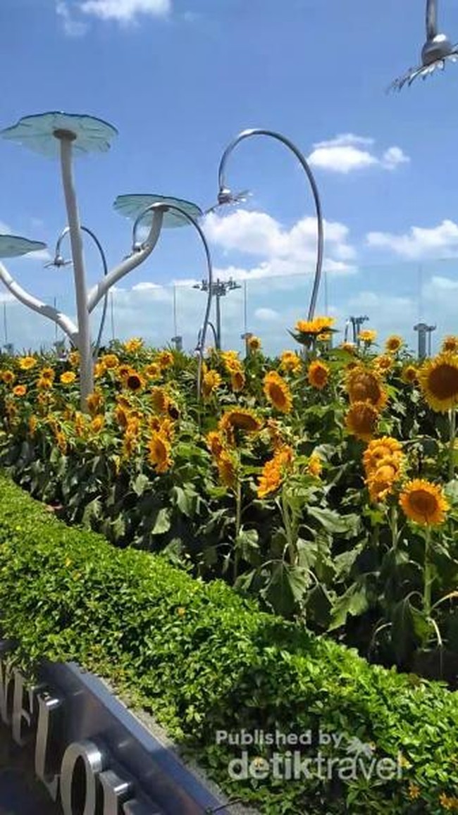 Taman Bunga Matahari yang Instagramable di Bandara Changi