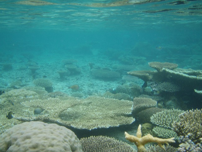 Taman Laut Togian sang Harta Bawah Laut Terpendam
