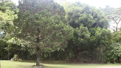 Tanjung Harapan
