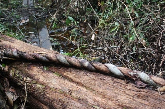 Tanjung Puting, Hutan Artistik Dan Bermanfaat