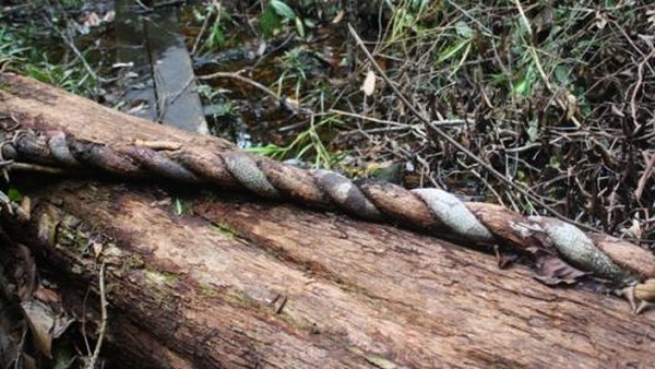 Tanjung Puting, Hutan Artistik Dan Bermanfaat
