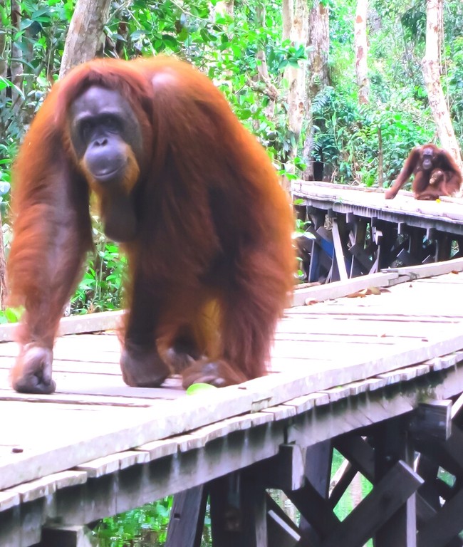 Tanjung Puting, Konservasi Orangutan yang Menarik Perhatian Dunia