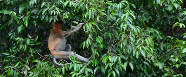 Tanjung Puting, Rumah Pertama Orangutan di Indonesia