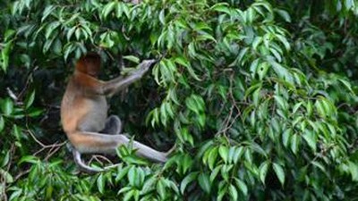 Tanjung Puting, Rumah Pertama Orangutan di Indonesia
