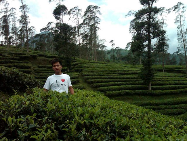 Tea Walk Sehat dan Outbound Seru di Perkebunan Teh Pagilaran, Jateng