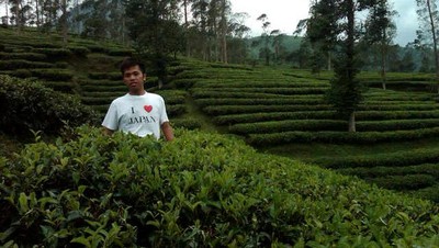 Tea Walk Sehat dan Outbound Seru di Perkebunan Teh Pagilaran, Jateng