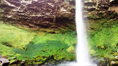 Tergoda Cantiknya Si Putri Malu dari Lampung