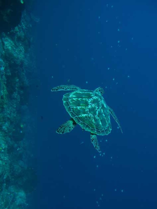 Terharunya Seorang Pemula