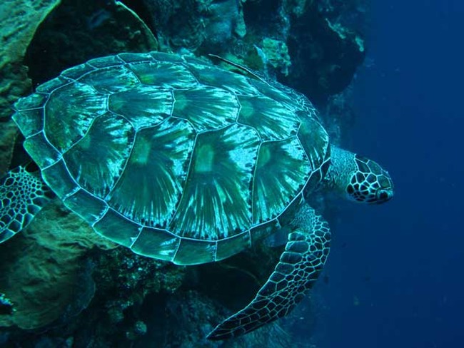 Terharunya Seorang Pemula