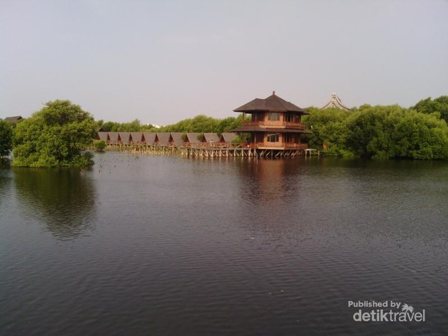 Ternyata Ada Hutan Mangrove Cantik di Jakarta