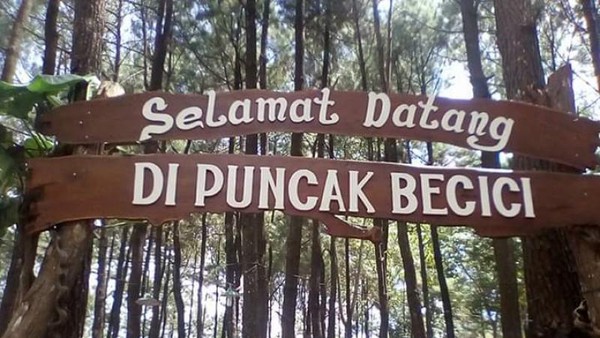 Terpesona Hamparan Pinus di Puncak Becici Yogyakarta