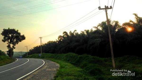 Terpesona Sunset di Perkebunan Kelapa Sawit Labuhanbatu