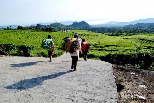 Terpikat Pesona Kebun Teh di Ciater