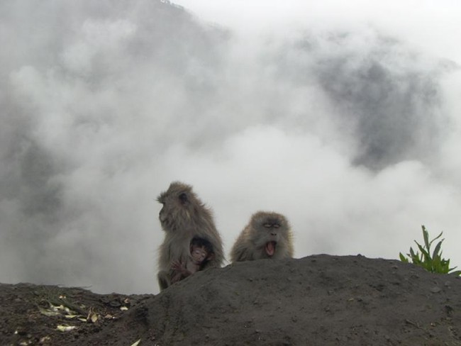Tingkah Menggemaskan Monyet-monyet di Gunung Rinjani
