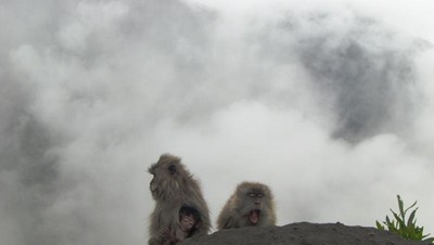 Tingkah Menggemaskan Monyet-monyet di Gunung Rinjani