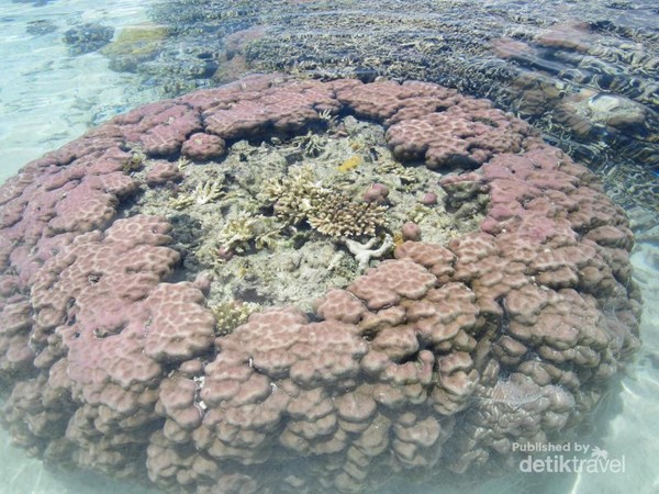 Togean, Surga Bawah Laut dari Sulawesi