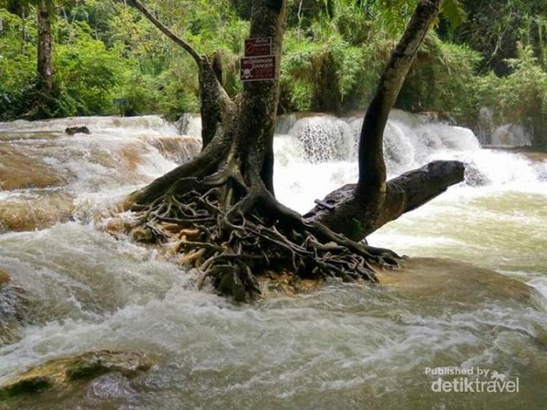 Pohon yang tetap kokoh diterpa derasnya air terjun bertingkat Kuang Si, pasti karena akar yang kuat.