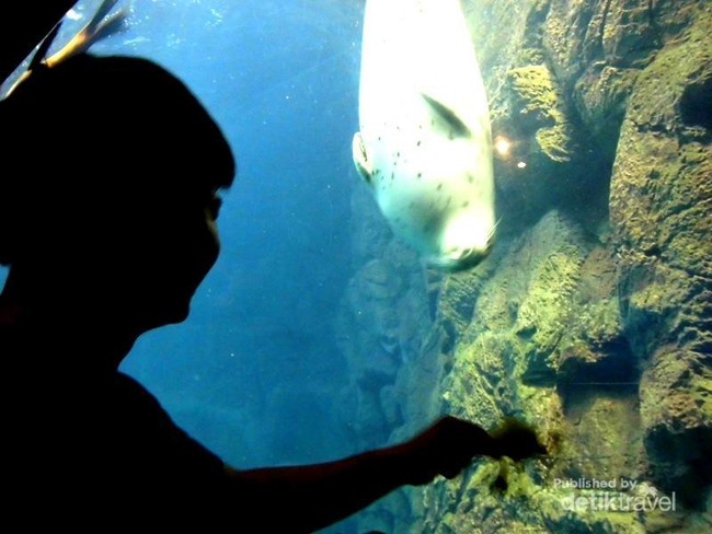 Wah! Singa Laut di Akuarium Osaka Ajak Main Wisatawan