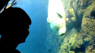 Wah! Singa Laut di Akuarium Osaka Ajak Main Wisatawan