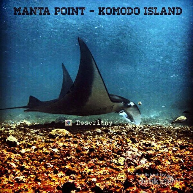 Warna-warni Bawah Laut Pulau Komodo
