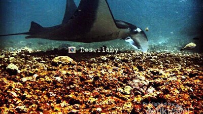 Warna-warni Bawah Laut Pulau Komodo