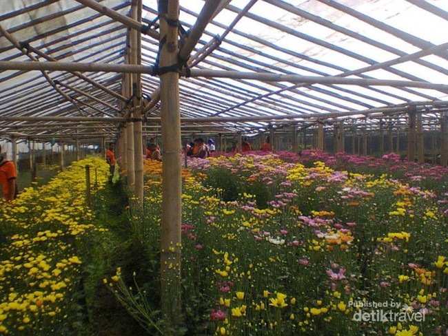 Warna-warni Bunga di Cipanas