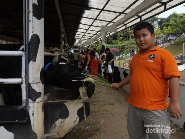 Wisata Edukasi Beri Makan Sapi Di Cimory Semarang